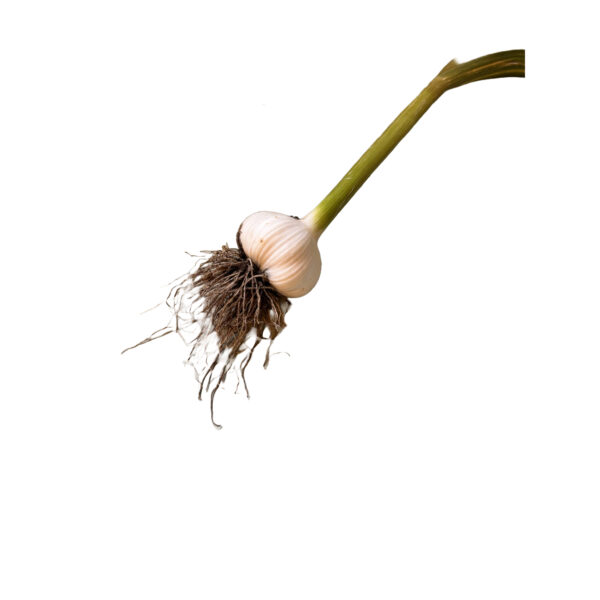 Frisk Hvidløg 1 stk.